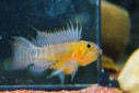 Apisto. personata — 4-5